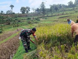 Dukung Ketahanan Pangan Nasional, Babinsa Koramil Ngetos Bantu Petani Panen Padi