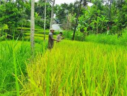 Petani Nganjuk Ragukan Kemampuan Bulog Serap Gabah Sesuai HPP