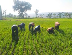Babinsa Terjun Langsung Laksanakan Pendampingan Kepada Petani Dalam Merawat Tanaman Padi