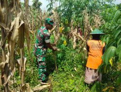 Mewujudkan Ketahanan Pangan Babinsa Laksanakan Pendampingan Kepada Petani Jagung.