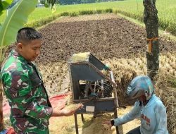 Misi Babinsa || Pertanian Desa Suru Semakin Maju Perekonomian Warga Meningkat