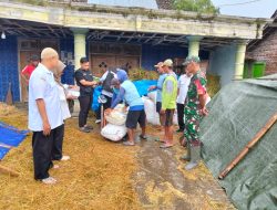 Babinsa Koramil Bagor Dukung Bulog Bantu Serap Gabah Petani di Wilayah Kec. Bagor