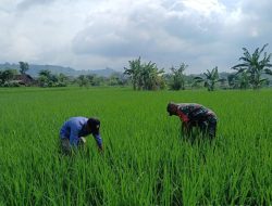 Babinsa Koramil 0810/20 Ngluyu Dampingi Petani Merawat Tanaman Padi Tingkatkan Hasil Produksi