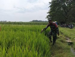 Babinsa Koramil 0810/03 Loceret Bantu Petani Penyemprotan Pestisida Basmi Hama