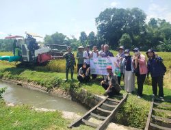 Dukung Program Pemerintah Babinsa Setia Mengawal Gabah Petani Sampai Ke Bulog