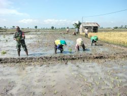 Terus Berdampingan Bersama Petani Babinsa Bantu Petani Tanam Padi Wujudkan Ketahanan Pangan
