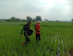 Tumbuh Subur || Babinsa Koramil 13 Lengkong Melaksanakan Pendampingan Pemupukan Tanaman Padi.