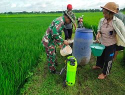 Hama Masalah Penting Bagi Petani || Babinsa Pace Terjun Langsung Bantu Ringankan Kelompok Tani