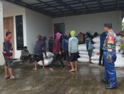 Tak Peduli Hujan Babinsa Desa Sugihwaras Prambon Pastikan Gabah Petani Terserap Bulog