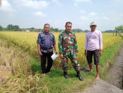 Babinsa Koramil 0810/08 Baron Dampingi Para Petani Pastikan Panen Padi Terserap Oleh Bulog