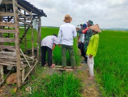 Babinsa Koramil Lengkong Bersama PPL Berikan Penyuluhan dan Cek Kesuburan tanaman Padi