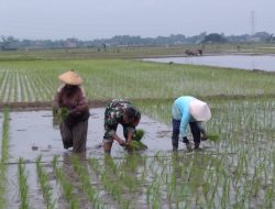 Babinsa Koramil Prambon Turun Ke Sawah Bantu Para Buruh Tani Tandur Padi