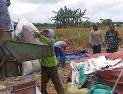 Babinsa Bersama PPL Loceret Selalu Beri Motivasi Dalam Mengelola Lahan Pertanian