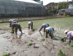 Tingkatkan Luas Tambah Tanam Babinsa Bantu Petani Tanam Padi Seluas 2,5 Hektar di Wilayah Binaan