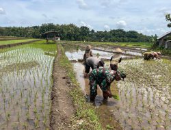 Babinsa Koramil 0810/18 Ngetos Laksanakan Pendampingan Penanaman Padi di Desa Kweden