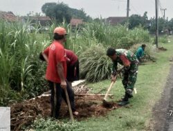 Babinsa Koramil Prambon Bersama Warga Laksanakan Penghijauan Kanan Kiri Jalan