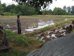 Motivasi Babinsa Sangat Penting Untuk Para Petani Dalam Mengolah Sawah