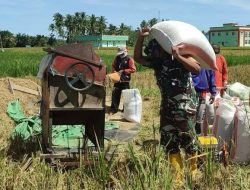 Membaur Bersama Petani Binaan Babinsa Koramil 0810/13 Lengkong Bantu Petani Panen Padi.
