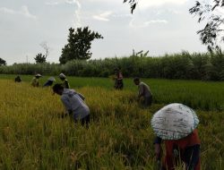 Dukung Ketahanan Pangan, Babinsa Kertosono, Serka Ahmadi Dalam Rangka Panen Padi