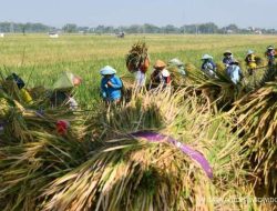 Kuota Penuh Bulog Tolak Beli Gabah Hasil Panen Petani di Nganjuk, Ketua AKD Desak DPRD