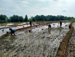 Babinsa Koramil 0810/18 Ngetos Terjun Langsung Dalam Melaksanakan Pendampingan Menanam Padi