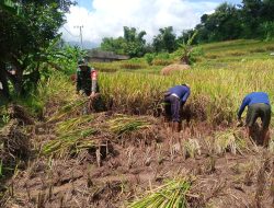 Sukseskan Program Ketahanan Pangan, Babinsa Koramil 0810/18 Ngetos Bantu Panen Padi