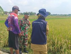 Pantau Perkembangan Tanaman Padi Babinsa Koramil Loceret Turun Ke Sawah
