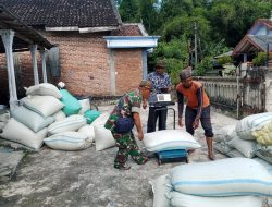 Babinsa Koramil 0810/04 Berbek  Dampingi Bulog Serap Gabah Petani di Wilayah Binaan