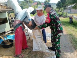Dukung Ketahanan Pangan, Babinsa Koramil 0810/20 Ngluyu Dampingi Petani Dalam Serapan Gabah