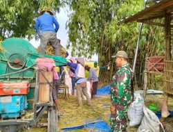 Babinsa Desa Jatipunggur Koramil 0810/13 Lengkong Berikan Pendampingan Penyerapan Gabah Petani oleh Bulog