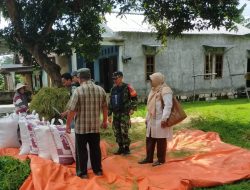 Dorong Terwujudnya Ketahanan Pangan, Babinsa Bersama Petani Sinergi Wujudkan Hasil Panen Padi Yang Lebih Baik