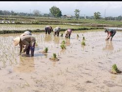 Percepatan Masa Tanam, Babinsa Koramil 0810/03 Loceret Laksanakan Pendampingan Penanaman Bibit Padi