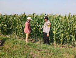 Bhabinkamtibmas Lengkong Pantau Lahan Jagung Warga untuk Dukung Ketahanan Pangan