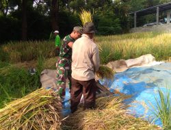 Koramil 0810/05 Sawahan Aktif Dampingi Petani Dalam Program Serapan Gabah