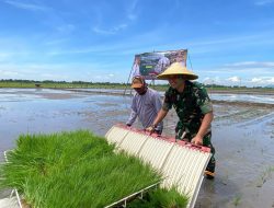 Gerakan Tanam Padi Serentak Di 14 Provinsi || Dandim : Pentingnya Kolaborasi Lintas Sektor Untuk Wujudkan Kedaulatan Pangan