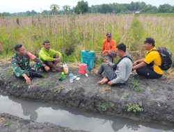 Babinsa Komsos Sekaligus Dampingi Petani Pasca Panen Padi Lokal, di wilayah Kecamatan Bagor