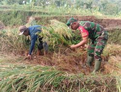Babinsa Koramil 0810/05 Sawahan Dampingi Panen Padi Di Wilayah Binaannya