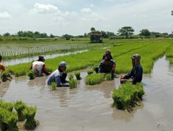 Persiapan Masa Tanam, Babinsa Bantu Petani Cabut Bibit Padi