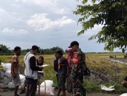 Dukung Tercapainya Swasembada Pangan, Babinsa Koramil Prambon Bantu Proses Serapan Gabah Petani di Wilayah Binaannya
