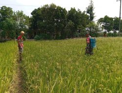 Babinsa Koramil 0810/06 Kertosono Bantu Petani Semprot Tanaman Padi