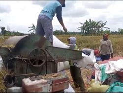 Babinsa Koramil 0810/03 Loceret Dampingi Penyerapan Gabah Panen Petani Oleh Bulog