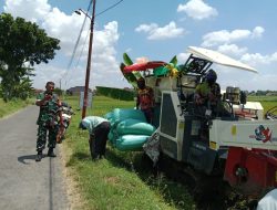 Peran Serta Babinsa Koramil 0810/01 Nganjuk Dalam Pendampingan Panen Padi Warga Di Wilayah Binaan