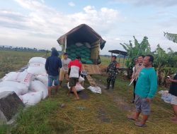 Babinsa Desa Petak Koptu Joko Wartono Laksanakan Pendampingan Penyerapan Gabah Petani Oleh Bulog Nganjuk