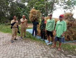 Babinsa Koramil 0810/08 Baron Dukung Sergap Gabah Bersama Tim Bulog
