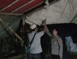 Polisi Bongkar Arena Judi Sabung Ayam di Ngronggot, Pelaku Kabur!