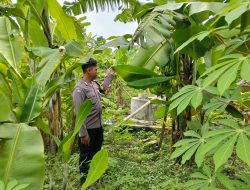 Bhabinkamtibmas Kurungrejo Cek Perkembangan Lahan Ketahanan Pangan