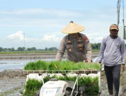 Nganjuk Dukung Swasembada Pangan Lewat Gerakan Tanam Padi Serentak