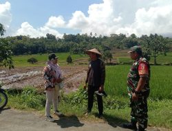 Babinsa Dan PPL Terjun Langsung Untuk Sosialisasi Mengajak Petani Jual Gabah Ke Bulog Untuk Masa Panen.
