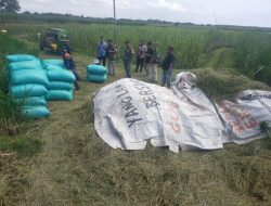 Babinsa Koramil 19 Jatikalen Turun Langsung Melaksanakan Pendampingan Panen Padi Di Wilayah Binaannya