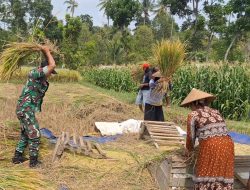 Cerminan Kemanunggalan TNI Dengan Rakyat, Babinsa Turun Langsung Bantu Petani
